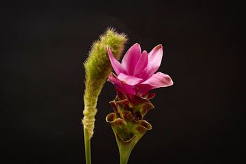 Carcuma met siergras. prachtige snijbloem ook wel Thaise tulp genoemd van WeVaFotografie
