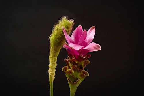 Carcuma met siergras. prachtige snijbloem ook wel Thaise tulp genoemd