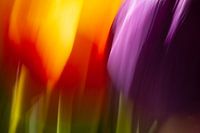 Kies voor kleur, abstracte bloemenfoto