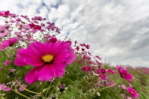 Üppige Blüten der Cosmea.