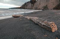 Driftwood log in Scarborough Bluffs Park