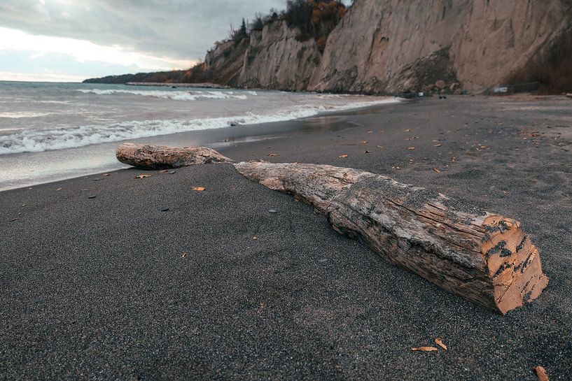 Tronc d'arbre du parc Scarborough Bluffs par Danny Brandsma
