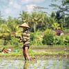 L'éveil de l'or dans les rizières en terrasses sur Lex van Doorn