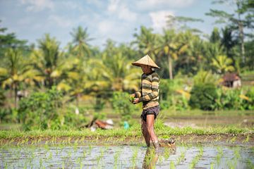 Goldenes Erwachen in den Reisterrassen