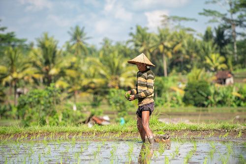 Goldenes Erwachen in den Reisterrassen