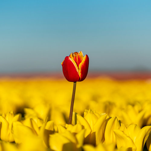 Eén rode tulp boven een geel bollenveld