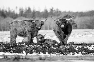 Scottish Highlanders by Koos de Vries