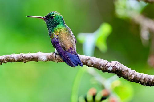 Kolibrie in natuurlijke habitat in Trinidad en Tobago
