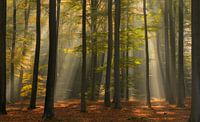 Prachtig licht in het Mastbos in Breda