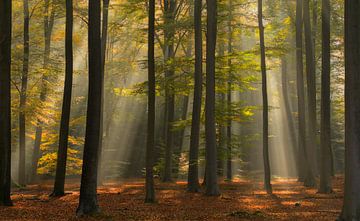 Beautiful light in a forest in the Netherlands. by Jos Pannekoek