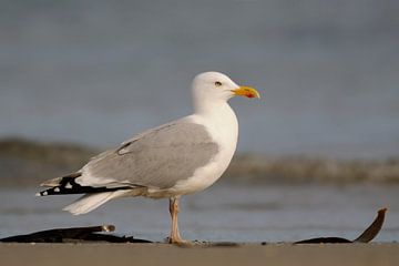 European Herring Gull ( Larus argentatus ) , huge adult, standing on the beach close to the shorelin van wunderbare Erde