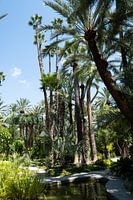 Palm trees