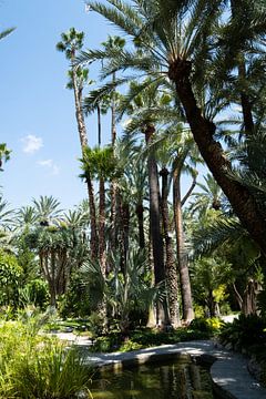 Palmbomen van Merel Taalman