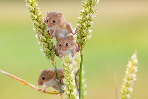 Harvest mouse in grain