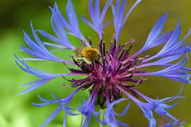 Flockenblume von Bo Valentino