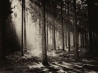 Light in the forest