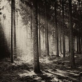 La lumière dans la forêt sur Elke van Hessem