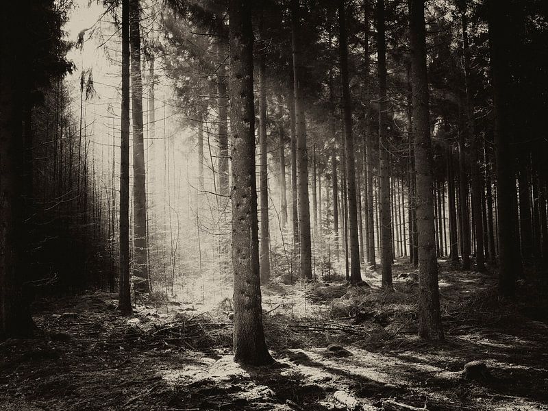 Light in the forest by Elke van Hessem