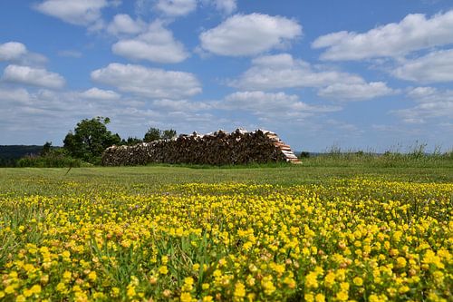 Een veld van wilde bloemen in de zomer