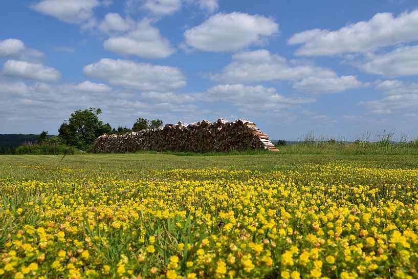 A field of wildflowers in summer by Claude Laprise