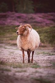 Sheep on the flowering heathlands during sunset - 2 by Steven Marinus