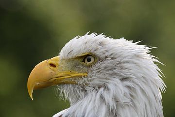 Bald Eagle by Antwan Janssen