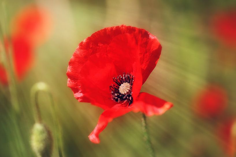 Embrasser la lumière par LHJB Photography