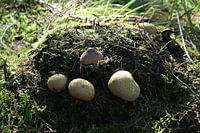 paddenstoelen op het mos