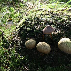 paddenstoelen op het mos von Thom Van Rhee