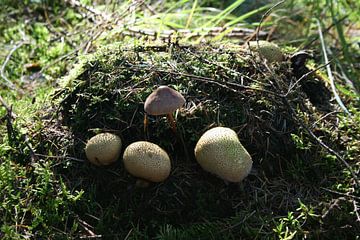 paddenstoelen op het mos van Thom Van Rhee