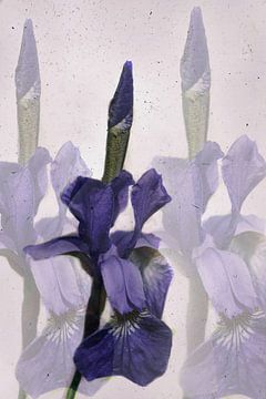 Sibirische Iris von Christine Nöhmeier