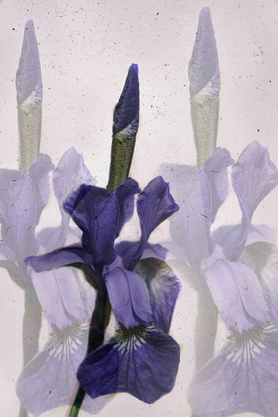 Sibirische Iris van Christine Nöhmeier