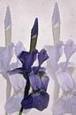 Sibirische Iris van Christine Nöhmeier thumbnail