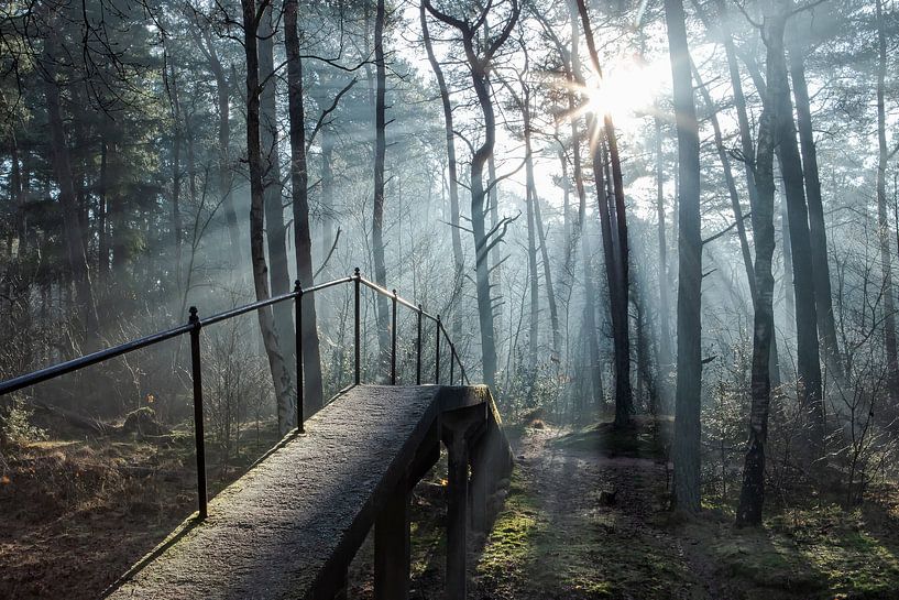 Ochtend dauw en zonnestralen Driebergen Zeist! van Peter Haastrecht, van