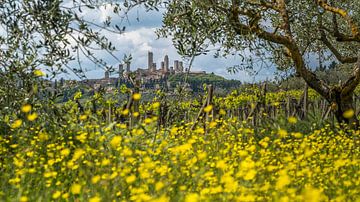 Blik op San Gimignano in het voorjaar