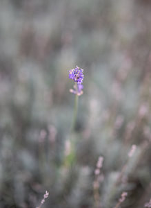 Blumen Teil 221