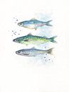 Fish in watercolour by Atelier DT thumbnail