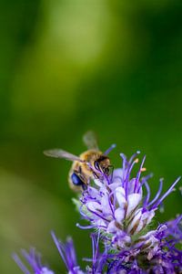 Bei der Arbeit in Blumen von Qeimoy