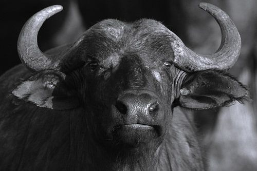 Portrait de buffle du Cap