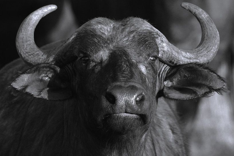 Portrait de buffle du Cap par Marco van Beek