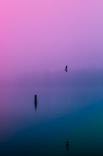 Dichte mist over de Rijkerswoerdse Plassen. 