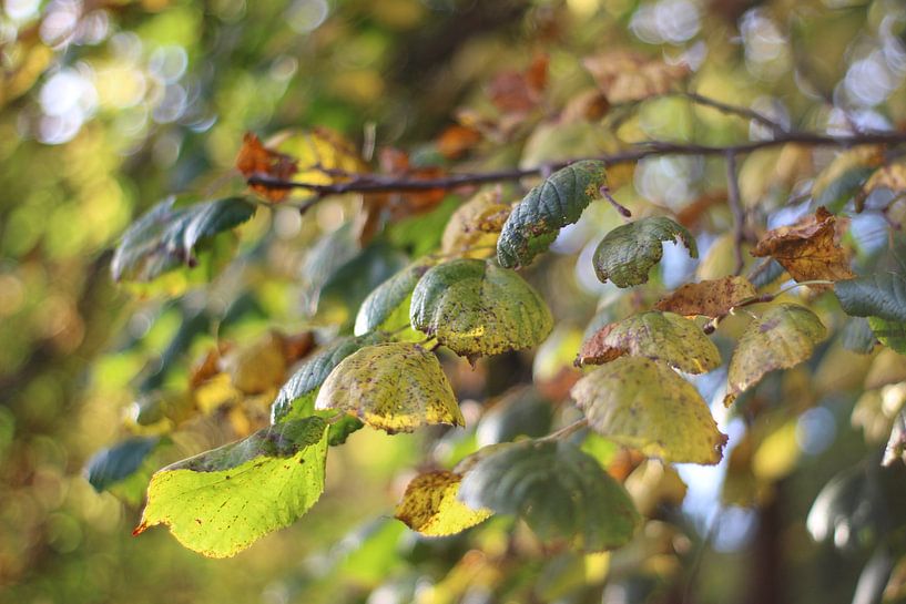 Herfst bladeren.  von jorrit Verduijn