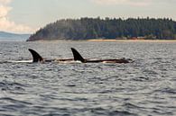 Orca whale von Menno Schaefer Miniaturansicht