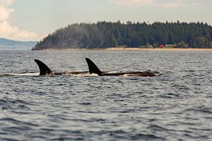 Orca whale von Menno Schaefer