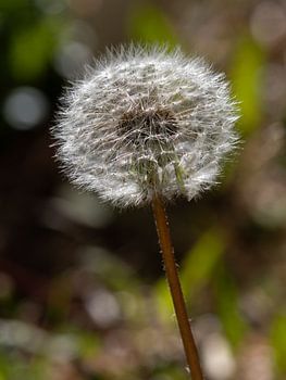Delicate dandelion