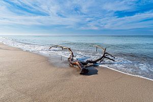 Baumstamm am Weststrand an der Ostseeküste auf dem Fischland-Da