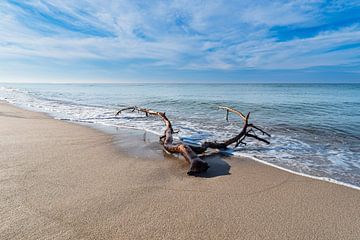 Tree trunk on the west beach on the Baltic Sea coast on the Fischland-Da