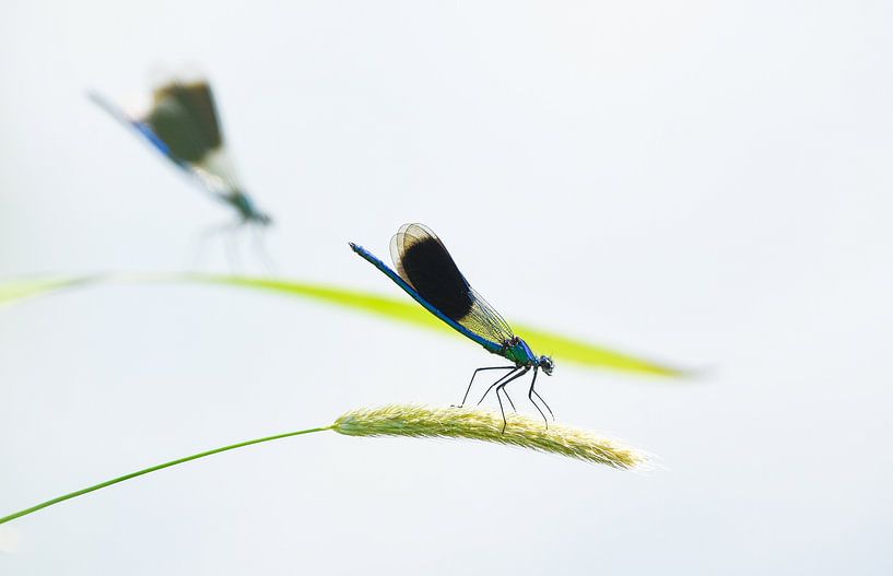 Two meadow damselflies by Danny Slijfer Natuurfotografie