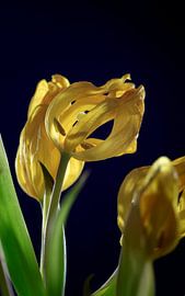 Ephemerality by Thomas Jäger