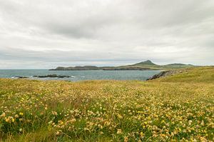 Tête de St Davids